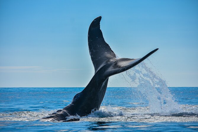 Whale and Dolphin Tour - Whale Watching Season