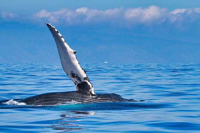 Whale and Dolphin Watch Boat Cruise in Oahu - Whats Included in the Cruise