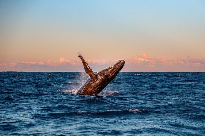 Whale and Dolphin Watch Boat Cruise in Oahu - Preparing for the Whale and Dolphin Watch