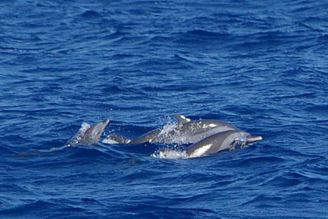 Whale and Dolphin Watching Cruise in St Lucia - Wildlife Sightings