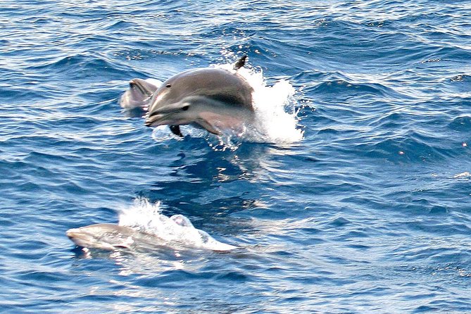Whale and Dolphin Watching Cruise in St Lucia - Booking and Cancellation