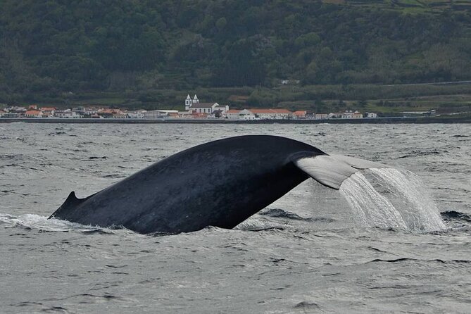 Whale and Dolphin Watching in Pico Island - Half Day - Highlights of the Cruise