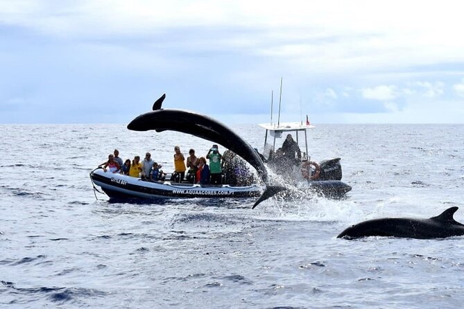 Whale and Dolphin Watching in Pico Island - Half Day - Meeting Point and Directions