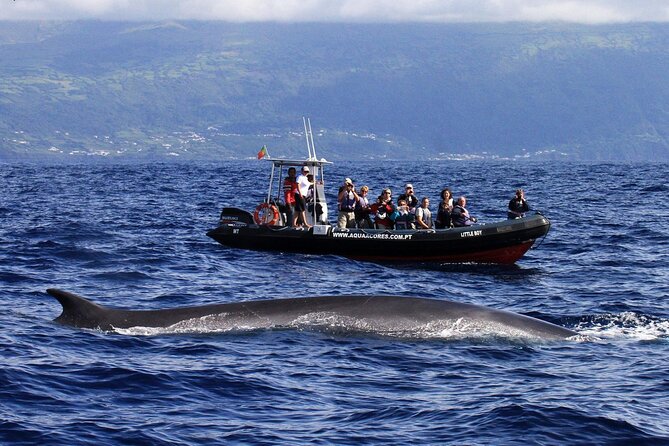 Whale and Dolphin Watching in Pico Island - Half Day - Booking and Cancellation Policy