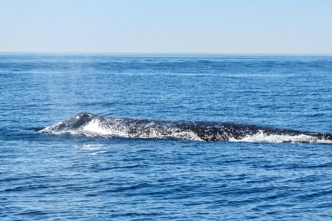 Whale and Dolphin Watching in San Diego - Meeting Point and Pickup