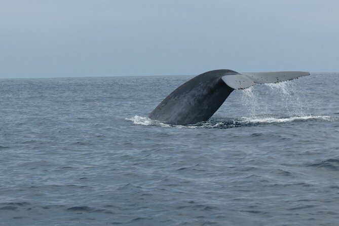 Whale and Dolphin Watching in San Diego - Activity Information and Restrictions