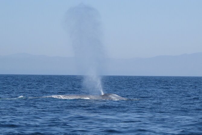 Whale and Dolphin Watching in San Diego - Refund and Cancellation Policy