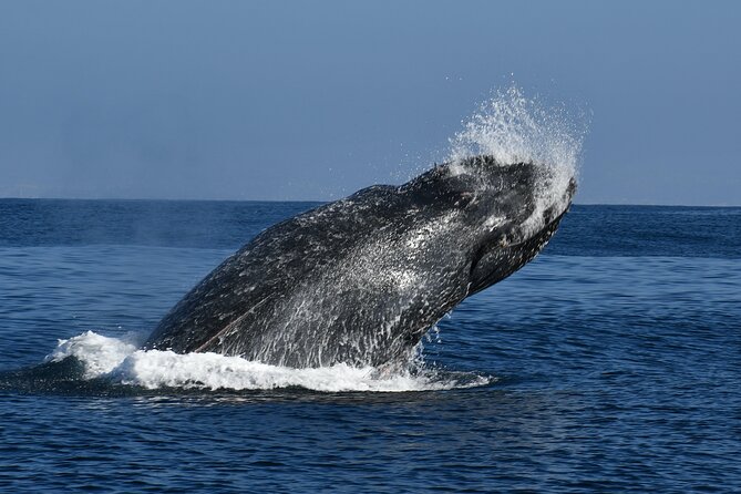 Whale and Dolphin Watching in San Diego - Closest Whale Watching Company to Ocean