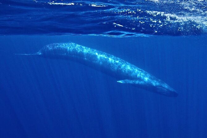 Whale and Dolphin Watching in San Diego Speedboat Tour - Key Points