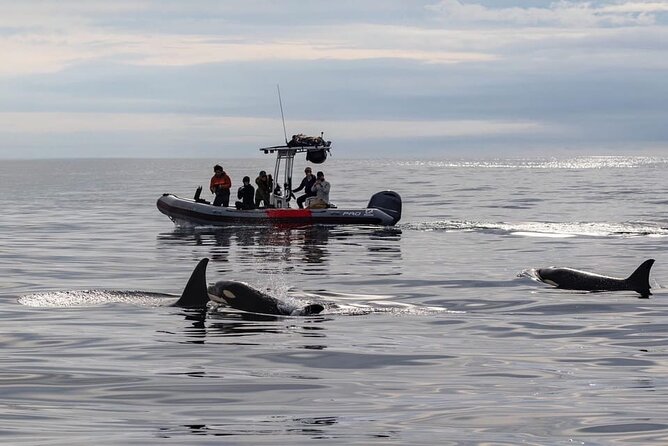 Whale and Dolphin Watching in San Diego Speedboat Tour - Meeting and Pickup Details