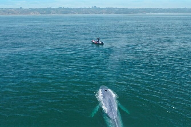 Whale and Dolphin Watching in San Diego Speedboat Tour - Inclusions and Amenities