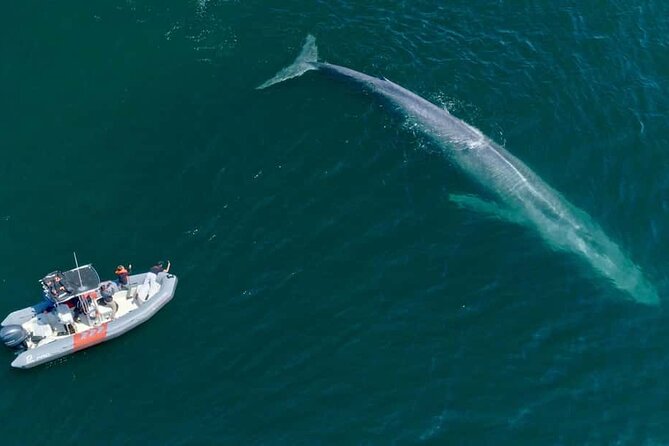 Whale and Dolphin Watching in San Diego Speedboat Tour - Health and Accessibility Considerations