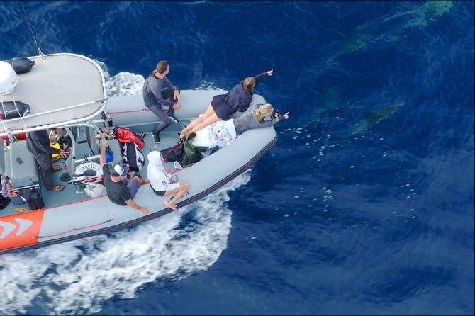 Whale and Dolphin Watching in San Diego Speedboat Tour - Booking Information and Policies