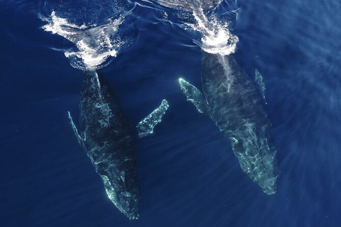 Whale and Dolphin Watching in San Diego Speedboat Tour - Why Choose San Diego for Whale and Dolphin Watching