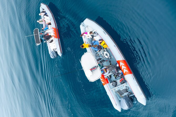 Whale and Dolphin Watching in San Diego Speedboat Tour - Frequently Asked Questions