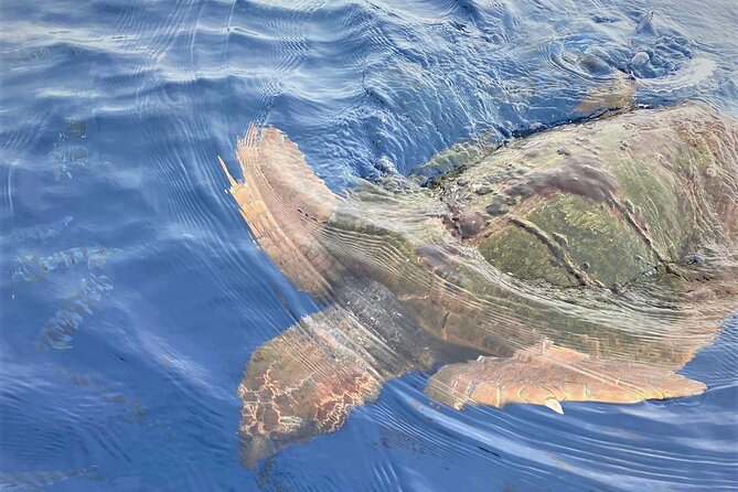 Whale and Dolphin Watching in Tenerife With Snorkeling - Environmental Conservation Efforts Onboard