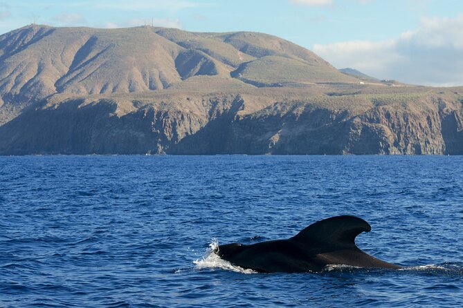 Whale and Dolphin Watching in Tenerife With Snorkeling - Convenient Meeting Point and Start Time