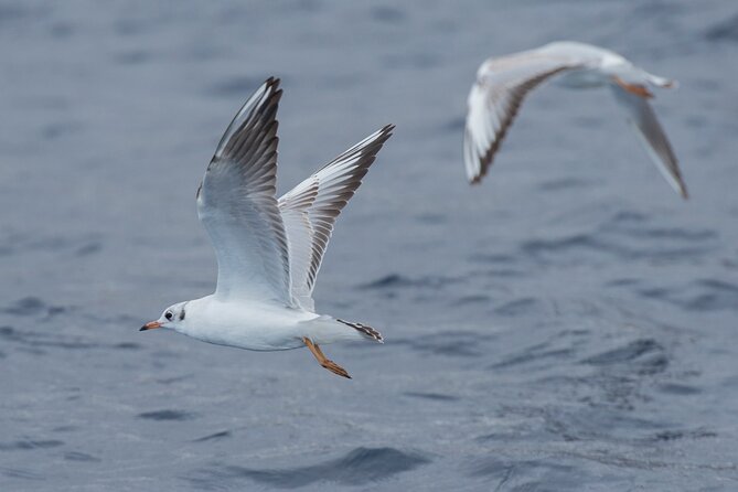 Whale and Dolphin Watching in Tenerife With Snorkeling - Included Amenities for Comfort and Safety