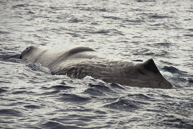 Whale and Dolphin Watching in Tenerife With Snorkeling - Positive Customer Feedback and Ratings