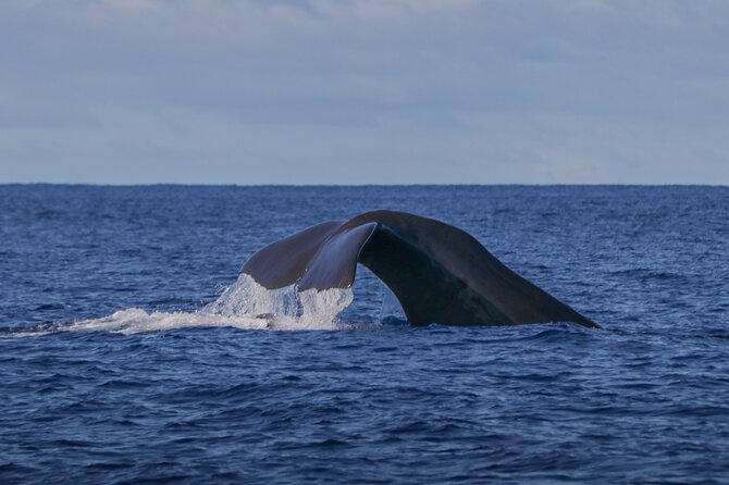 Whale and Dolphin Watching in Terceira Island - Key Points