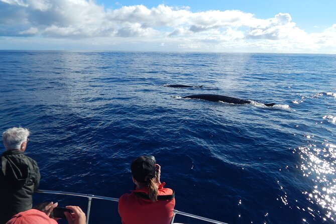 Whale and Dolphin Watching in Terceira Island - Highlights From Notable Excursions