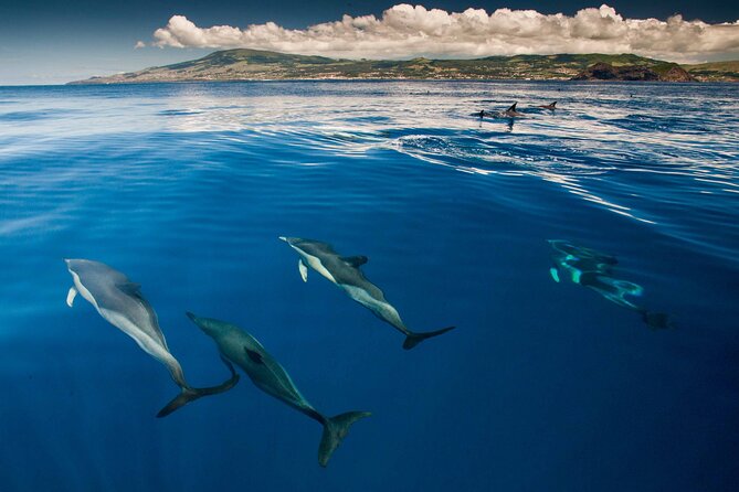 Whale and Dolphin Watching in Terceira Island - Pricing Details and Booking Terms