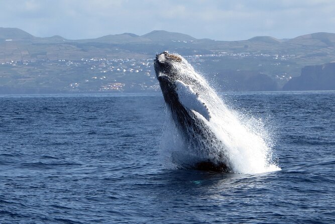 Whale and Dolphin Watching in Terceira Island - Transportation Logistics and Accessibility