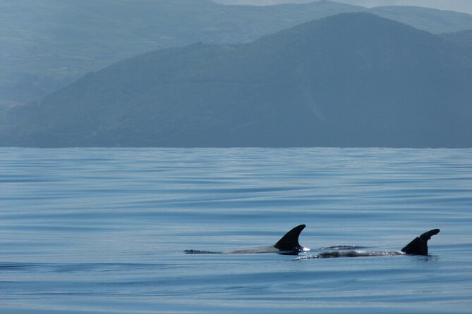 Whale and Dolphin Watching in Terceira Island - Competent Guides and Organized Excursions