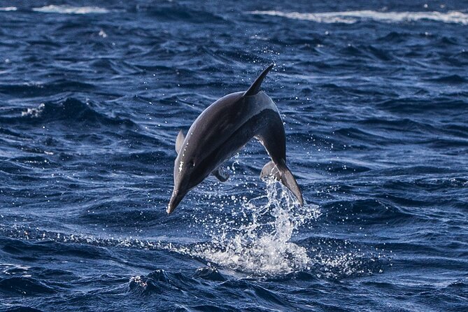 Whale and Dolphin Watching on Tercera Island - Meeting and Pickup