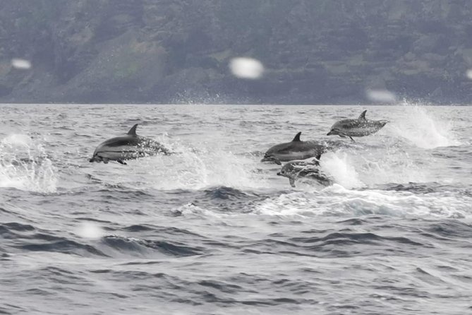 Whale and Dolphin Watching on Tercera Island - Booking Information