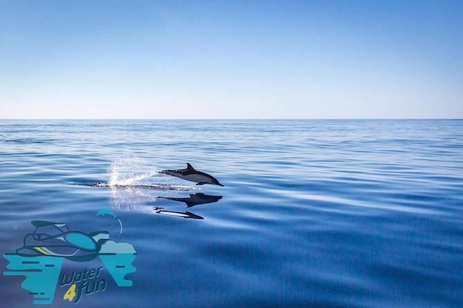 Whale and Dolphin Watching on Tercera Island - Positive Feedback