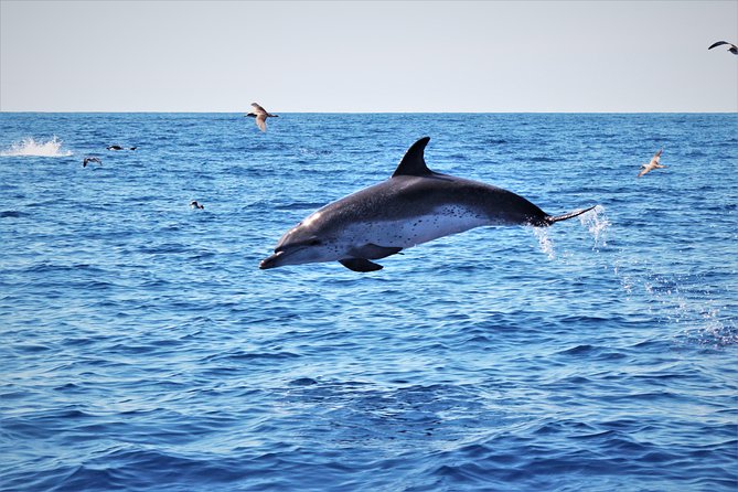 Whale and Dolphin Watching on Tercera Island - Banana Boat Experience