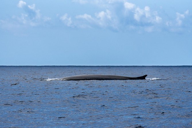Whale and Dolphin Watching on Tercera Island - Multilingual Reviews