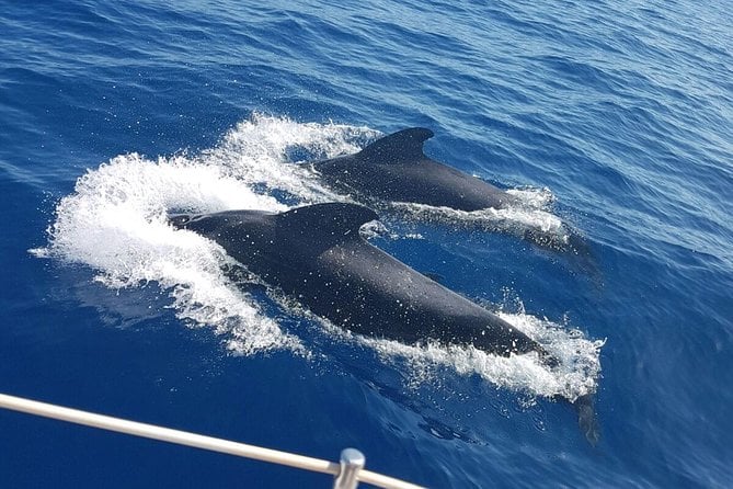 Whale and Dolphin Watching Sailing Boat With Drinks, Snacks and Swimming Time - Meeting and Pickup Details