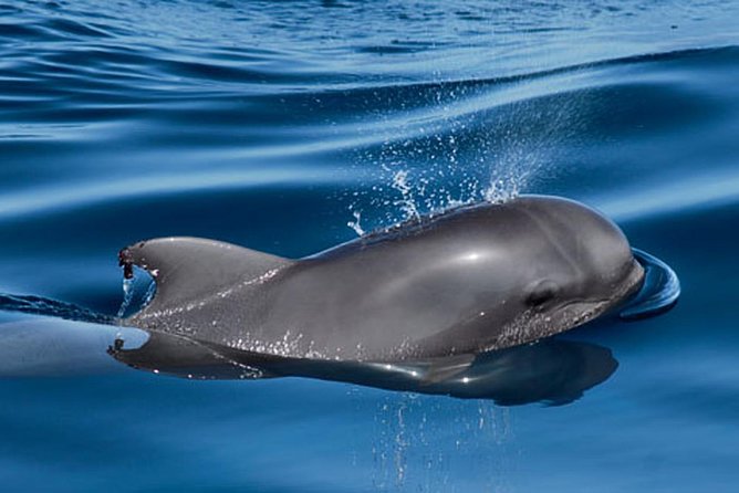 Whale and Dolphin Watching Sailing Boat With Drinks, Snacks and Swimming Time - Confirmation and Accessibility