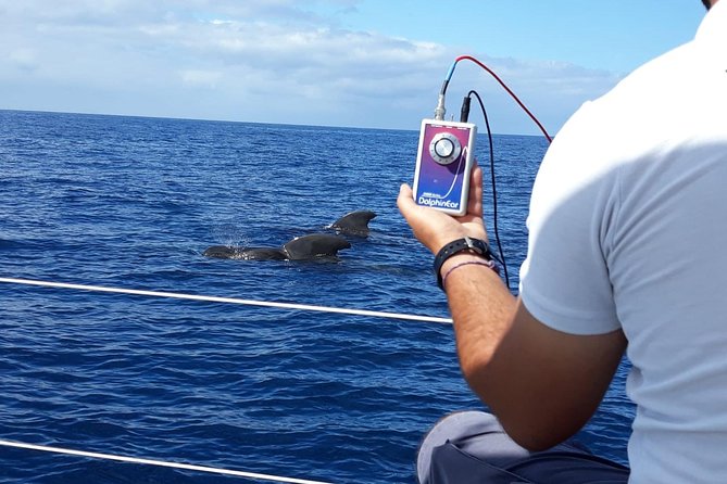Whale and Dolphin Watching Sailing Boat With Drinks, Snacks and Swimming Time - Transportation and Accompaniment