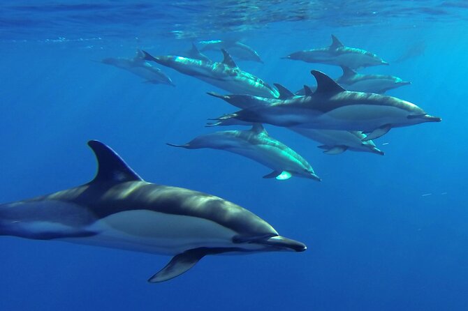 Whale and Dolphin Watching Tour From Funchal - Snorkeling Opportunities