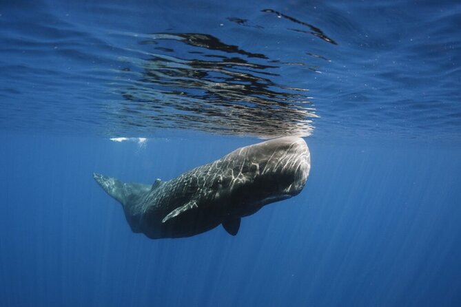 Whale and Dolphin Watching Tour From Funchal - Guaranteed Second Trip