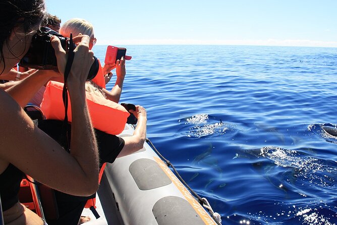 Whale and Dolphin Watching Tour From Funchal - Meeting Point and Introduction
