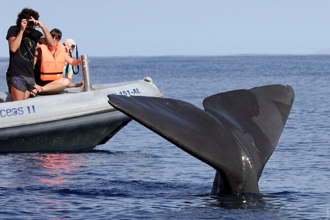 Whale and Dolphin Watching Tour From Funchal - Restrictions and Requirements