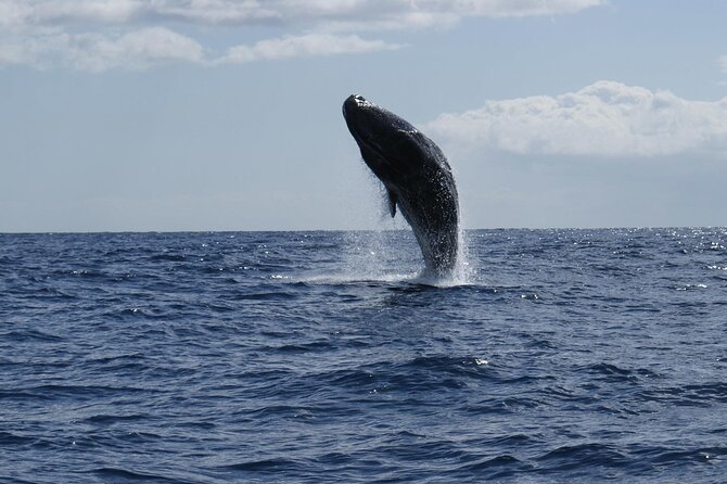 Whale and Dolphin Watching Tour From Funchal - Cancellation and Refund Policy