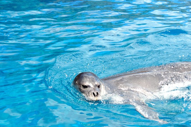 Whale and Dolphin Watching Tour - Funchal - Spotting Whales and Dolphins