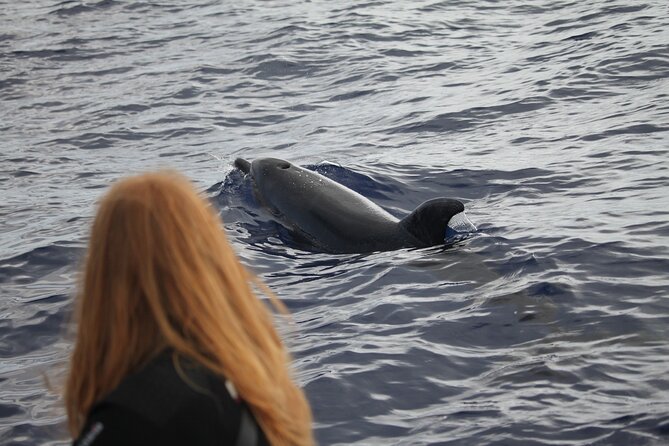 Whale and Dolphin Watching Tour - Funchal - Group Size and Accessibility