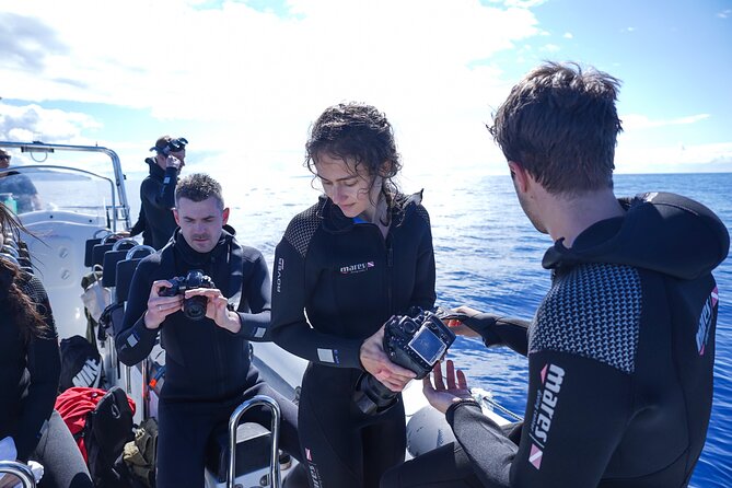 Whale and Dolphin Watching Tour - Funchal - Booking and Cancellation