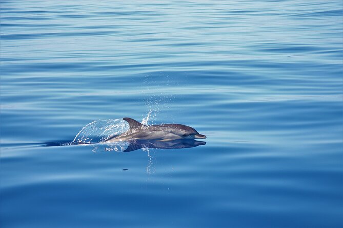 Whale and Dolphin Watching Tour in Madeira - Meeting Point and Pickup