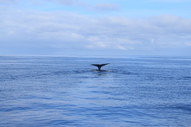 Whale and Dolphin Watching Tour in Madeira - Pricing and Availability