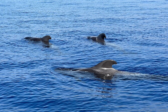 Whale and Dolphin Watching Tour Los Gigantes and Masca in Small Groups - Magnificent Los Gigantes Cliffs