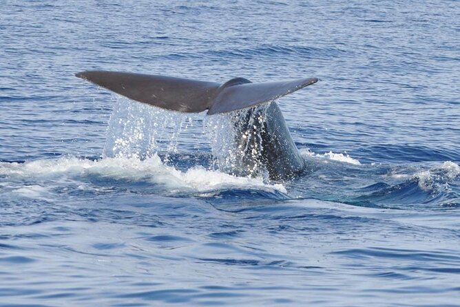 Whale and Dolphin Watching Tour on Pico Island - Inclusions and Logistics