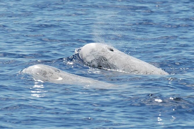 Whale and Dolphin Watching Tour on Pico Island - Knowledgeable and Professional Guides