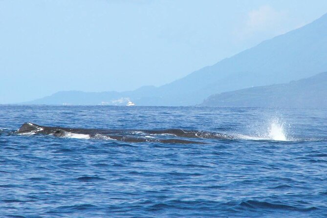 Whale and Dolphin Watching Tour on Pico Island - Safety and Accessibility Considerations